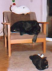 Bonzo auf seinem Sessel, auf der Rückenlehne Kater Micki, vor dem Sessel Kater Fips